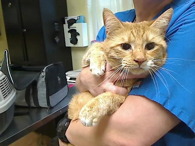 An adult medium-sized male Domestic Short Hair cat named Ralphie for adoption in Cookeville, TN