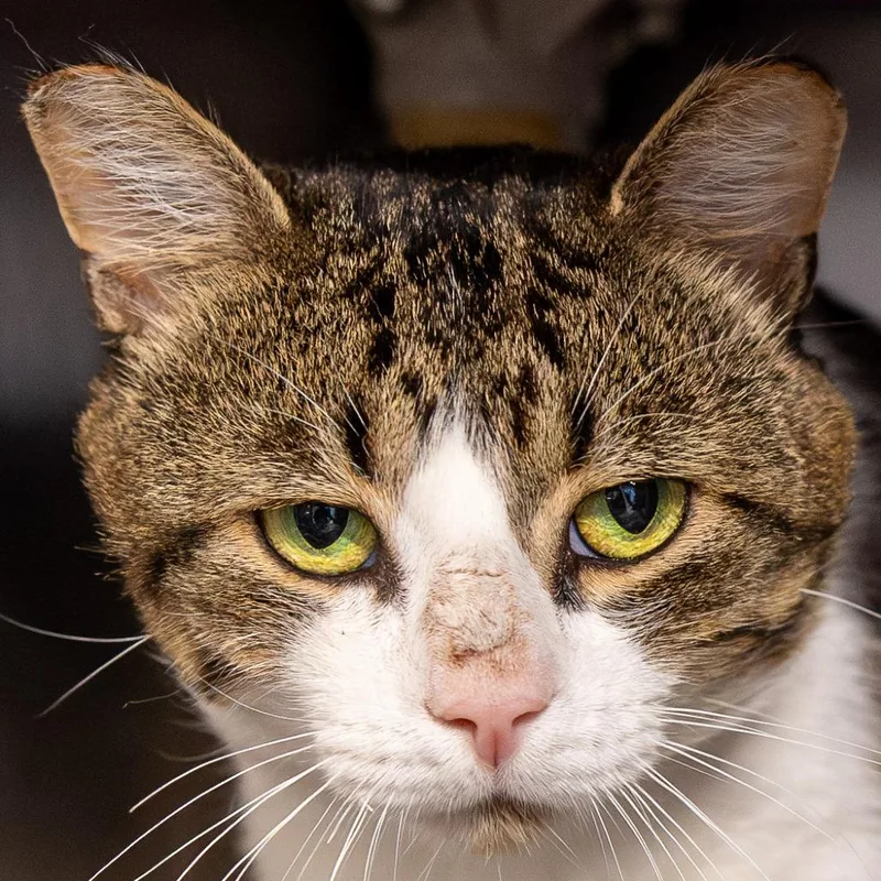 An adult large-sized male White Domestic Short Hair cat named Bandit for adoption in Kennebunk, ME