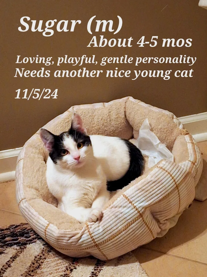 Sugar And Sherry And thumbnail 5