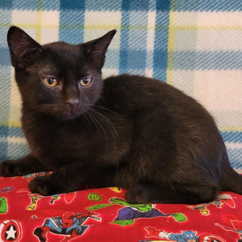 A young large-sized male Domestic Short Hair cat named Felipe for adoption in ALPINE, TX