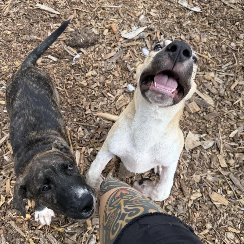 A baby large-sized female Mastiff dog named Cameron for adoption in Austin, TX