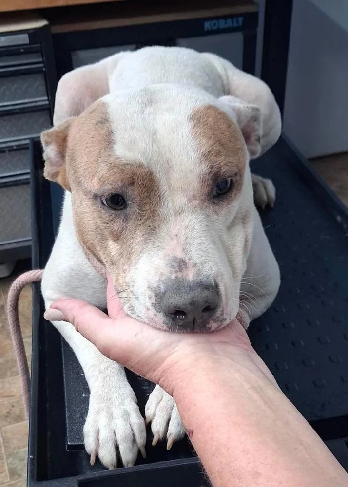 An adult medium-sized female Brown / Chocolate Pit Bull Terrier dog named Heather for adoption in Wenonah, NJ