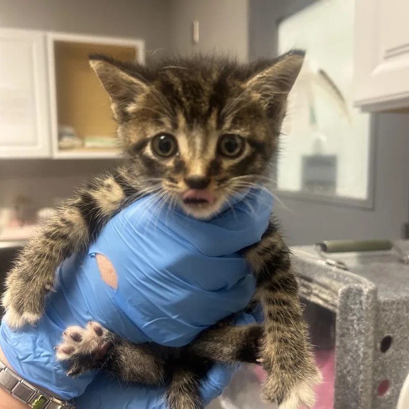 A baby small-sized male Black Domestic Short Hair cat named Mewtwo for adoption in Greenville, SC