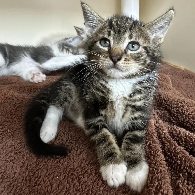 A young small-sized female Brown / Chocolate Domestic Short Hair cat named Widget for adoption in Hinesville, GA