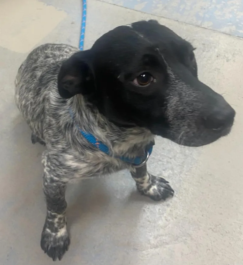 A baby medium-sized male Corgi dog named Angus for adoption in Bryant, AR