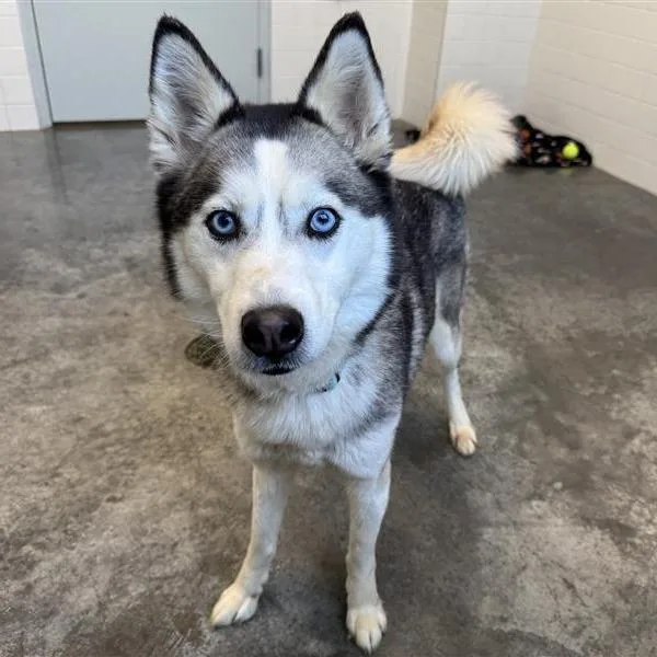 An adult medium-sized female Gray / Blue / Silver Siberian Husky dog named Dakota for adoption in Melbourne, KY