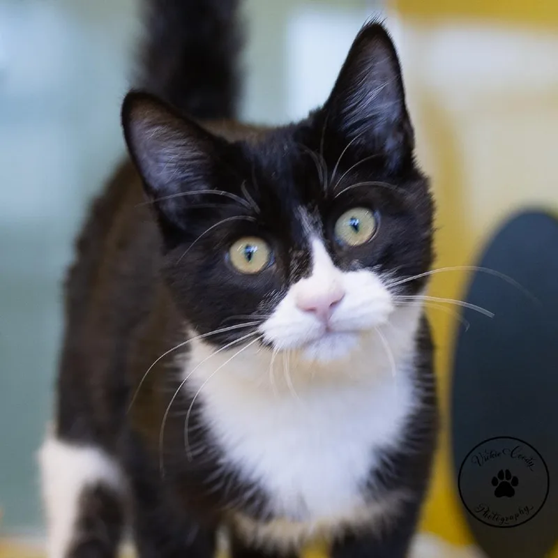 A baby small-sized male Black Domestic Short Hair cat named Nightshade for adoption in Abilene, TX