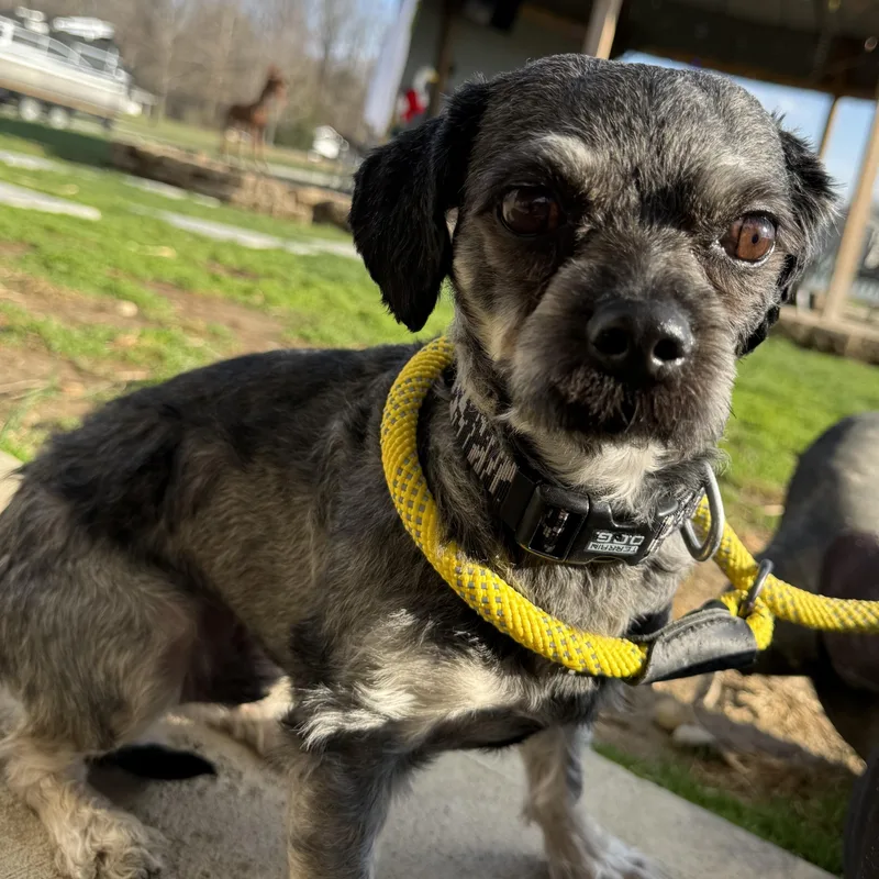 An adult small-sized male Shih Tzu dog named Oreo for adoption in Brazil, IN
