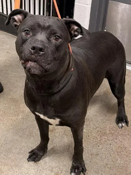 An adult large-sized female Black Pit Bull Terrier dog named Mac for adoption in Cleveland, OH