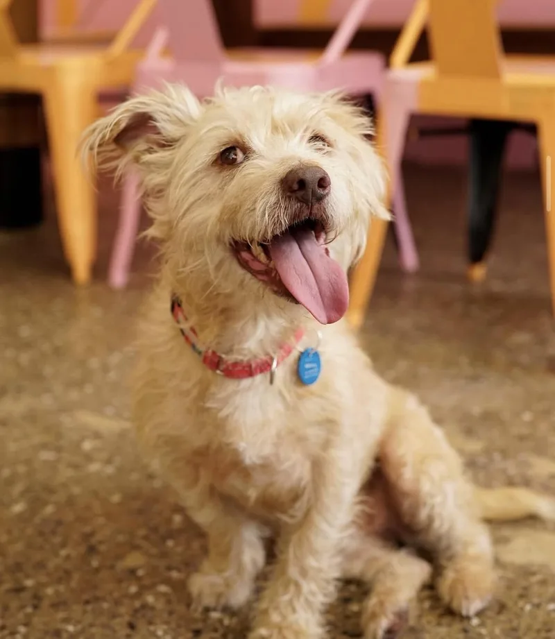 An adult medium-sized male Terrier dog named Melvin for adoption in Pasadena, CA