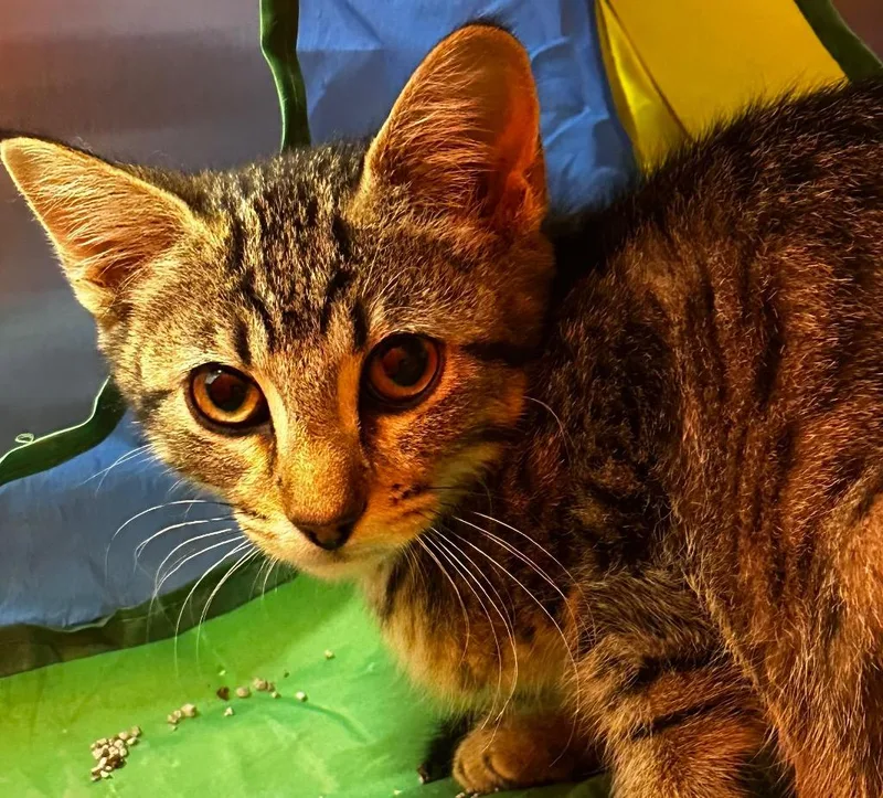 A baby medium-sized female Domestic Short Hair cat named Ryn for adoption in Jonesboro, AR