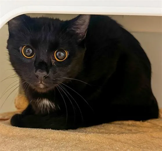 A young medium-sized female Domestic Short Hair cat named Athena for adoption in Statesville, NC