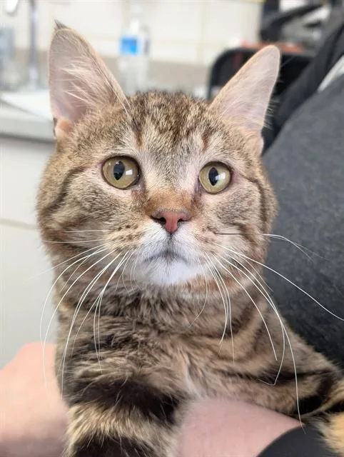 A young medium-sized male Domestic Short Hair cat named Pancake for adoption in Canfield, OH