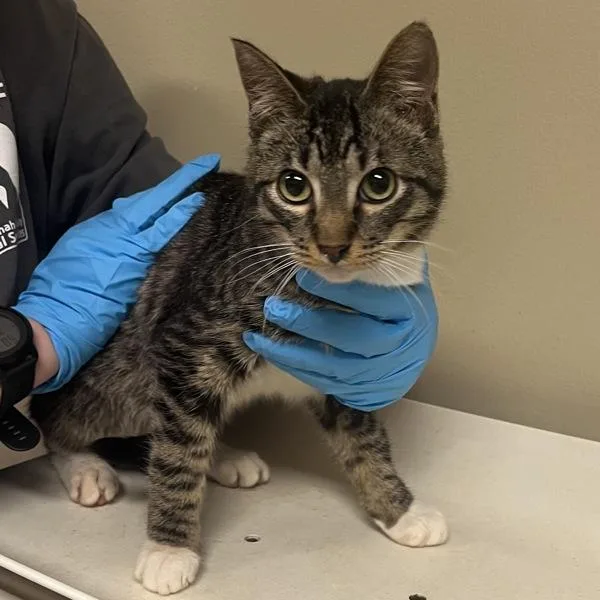 A young small-sized male Domestic Short Hair cat named Trick Blanchfield for adoption in Troutdale, OR