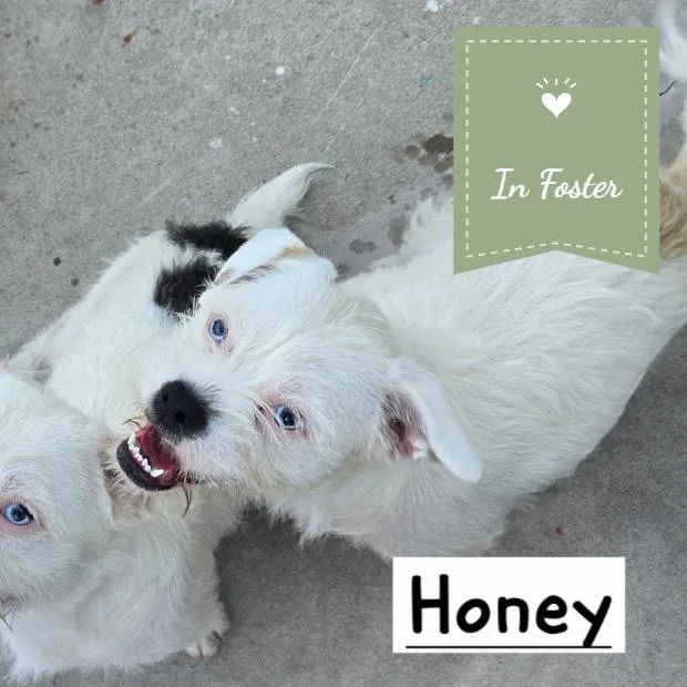 Honey