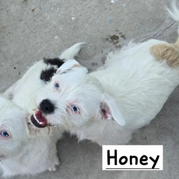 Honey thumbnail 3