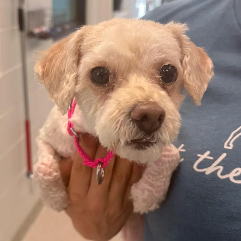 An adult small-sized female Mixed Breed dog named Ellie  Coming soon! for adoption in Naperville, IL