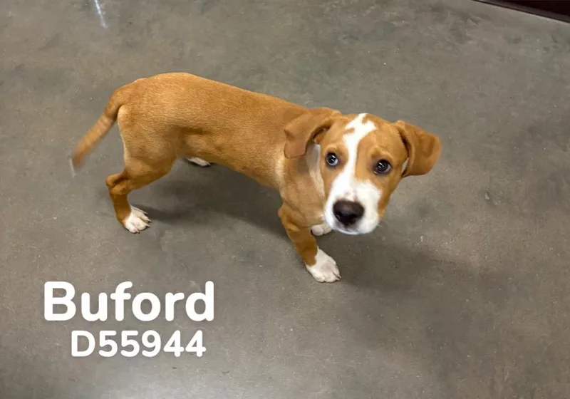 Buford thumbnail 2