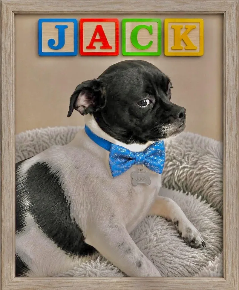 A young small-sized male Black Chug dog named Jack for adoption in Grand Prairie, TX