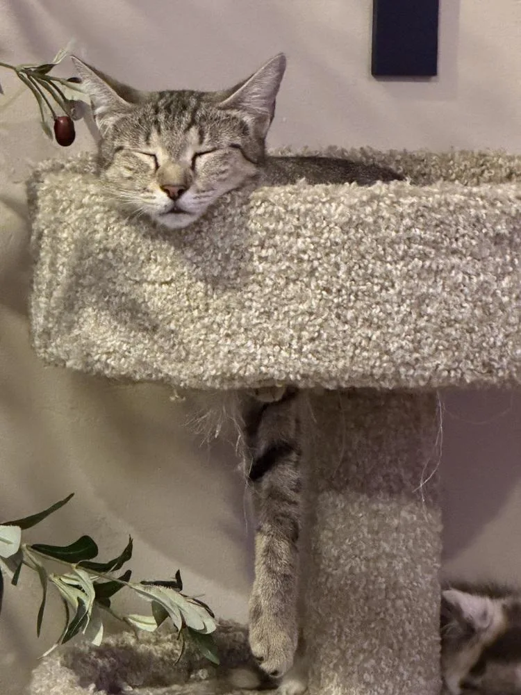 An adult medium-sized female Tabby (Brown / Chocolate) Domestic Short Hair cat named Delilah for adoption in Wellington, FL