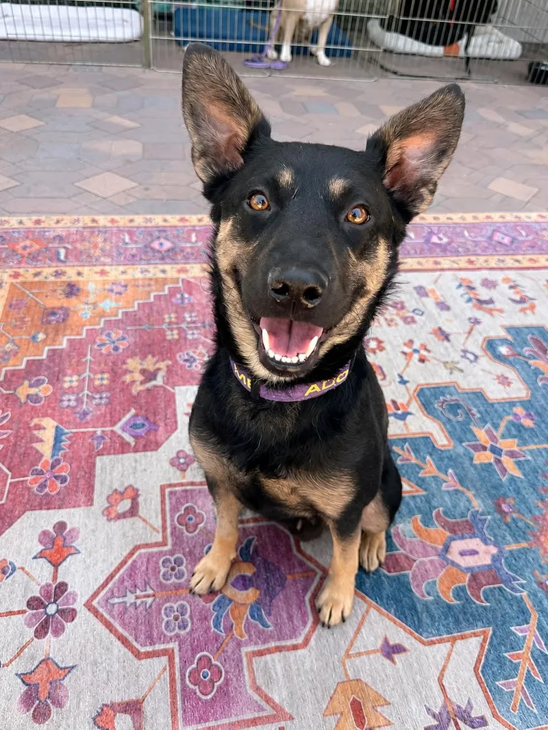 A young medium-sized female Black Shepherd dog named Brooke for adoption in Las Vegas, NV