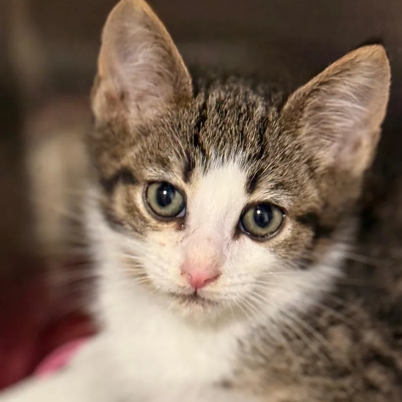 A baby small-sized male Domestic Short Hair cat named Gordo for adoption in Cumming, GA