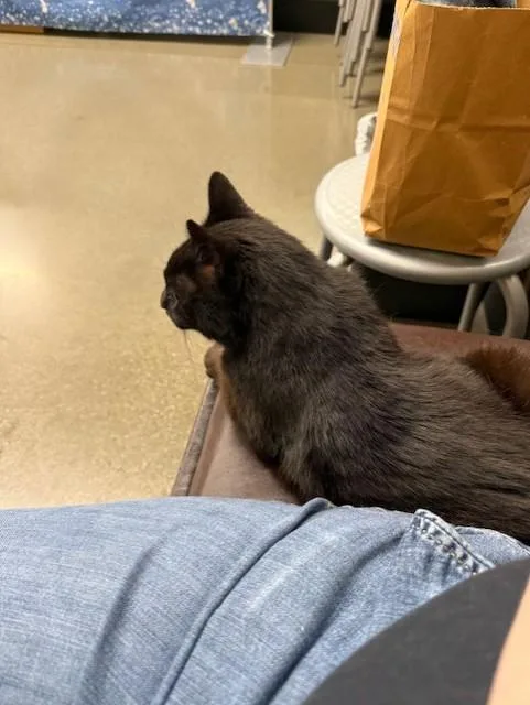 An adult medium-sized male Black Domestic Short Hair cat named Midnight for adoption in Sacramento, CA