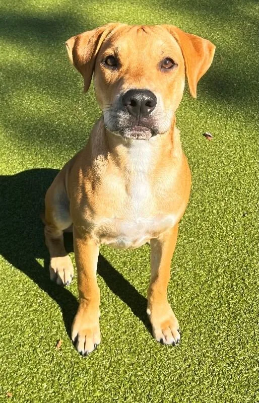 An adult medium-sized male Yellow / Tan / Blond / Fawn Pit Bull Terrier dog named Dave for adoption in Supply, NC