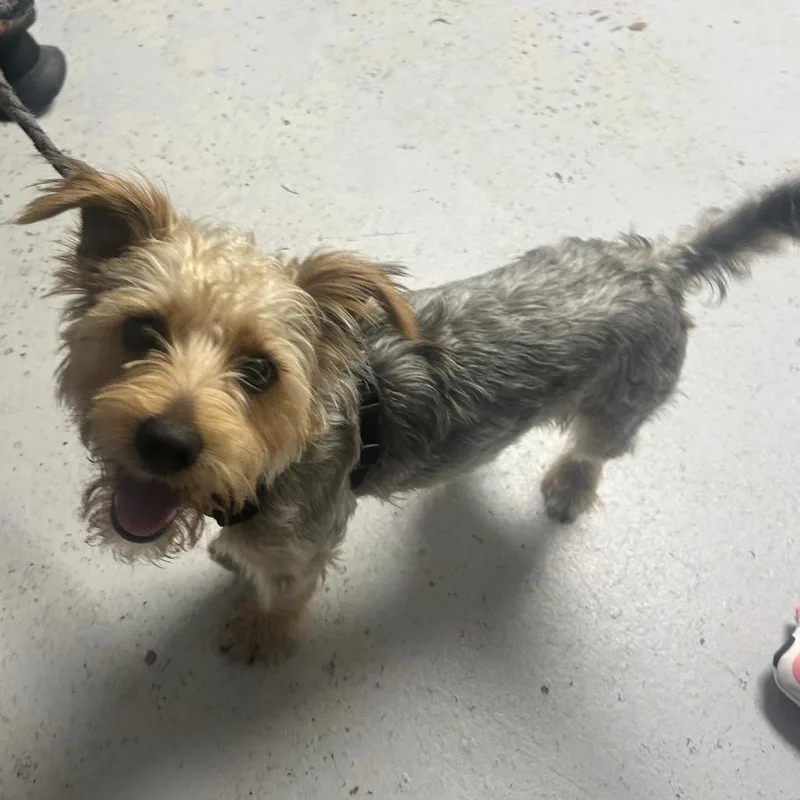 An adult small-sized male Gray / Blue / Silver Yorkshire Terrier dog named Stark for adoption in Uniontown, PA