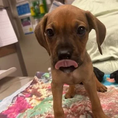 A baby medium-sized male Brown / Chocolate Mixed Breed dog named French Fry for adoption in Knoxville, TN