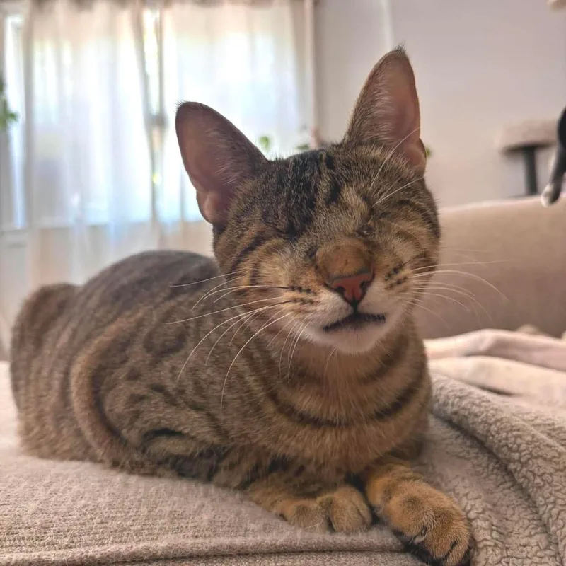 A young medium-sized male Brown / Chocolate Domestic Short Hair cat named Ragley for adoption in Forest Park, IL