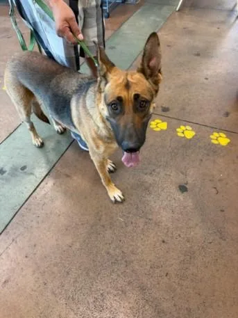 An adult large-sized female German Shepherd Dog dog named Sasha for adoption in Van Nuys, CA