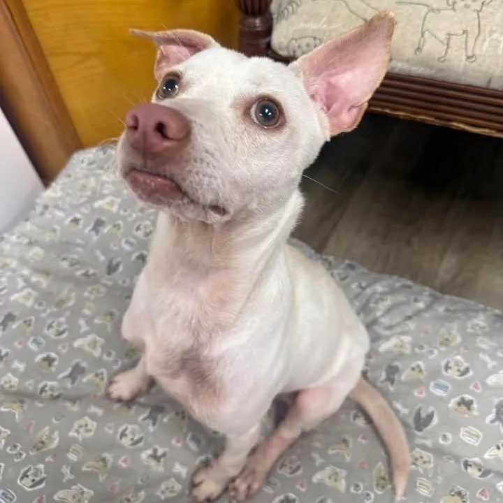 An adult small-sized male Chihuahua dog named Phil for adoption in Wilmington, NC