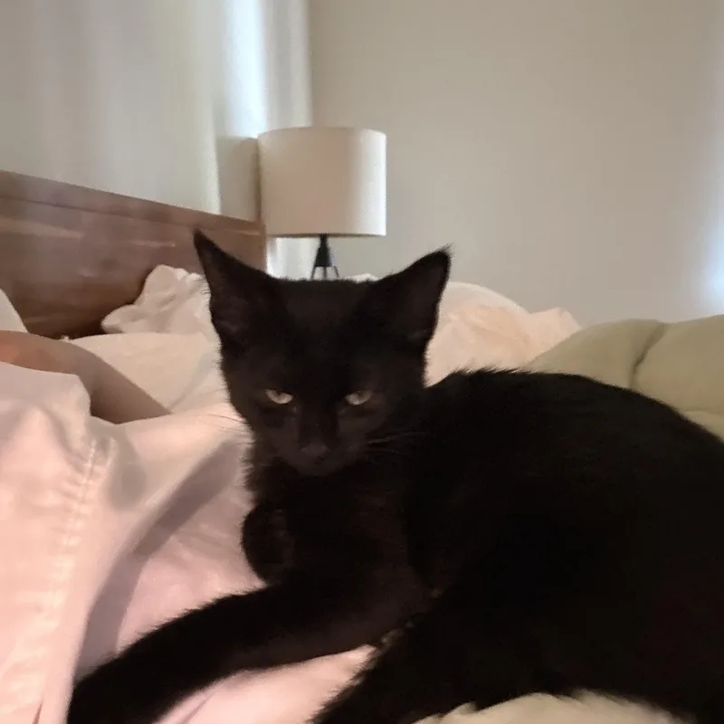 A baby medium-sized female Black Domestic Short Hair cat named Lady Butt for adoption in Chicago, IL