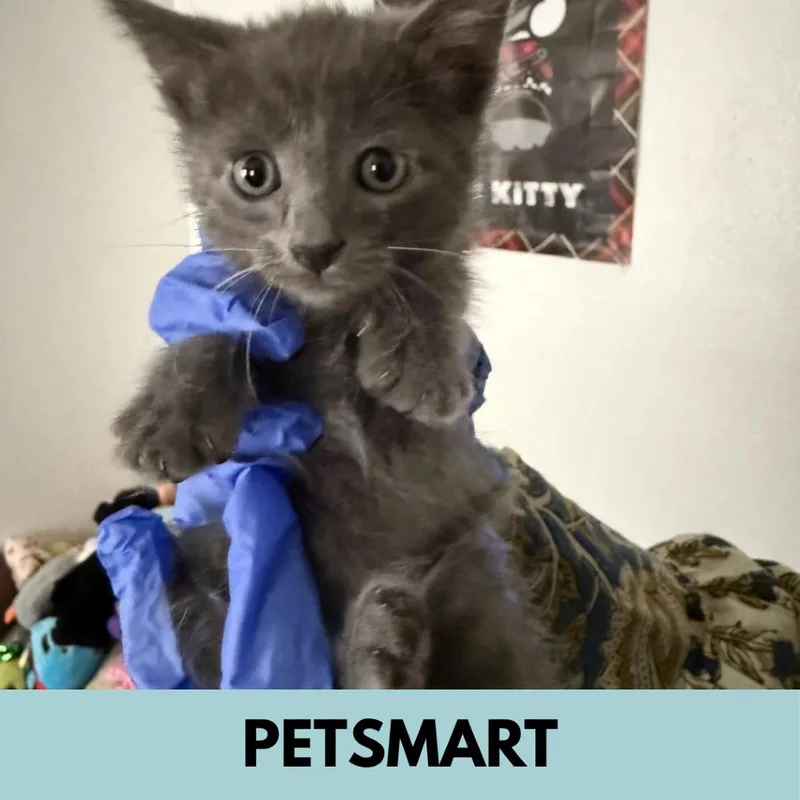 A baby small-sized male Domestic Short Hair cat named Rupert for adoption in Lakewood, CO