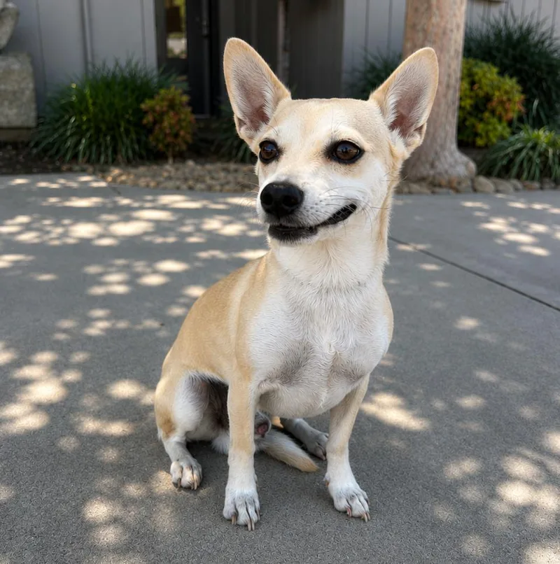 A young small-sized male Yellow / Tan / Blond / Fawn Chihuahua dog named Winston for adoption in Lathrop, CA