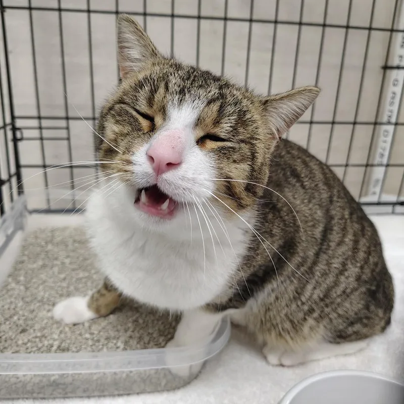 An adult medium-sized male Brown / Chocolate Domestic Short Hair cat named Frankie for adoption in Coos Bay, OR