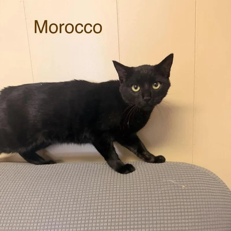 A young small-sized male Black Domestic Short Hair cat named Morocco for adoption in Buffalo, MN