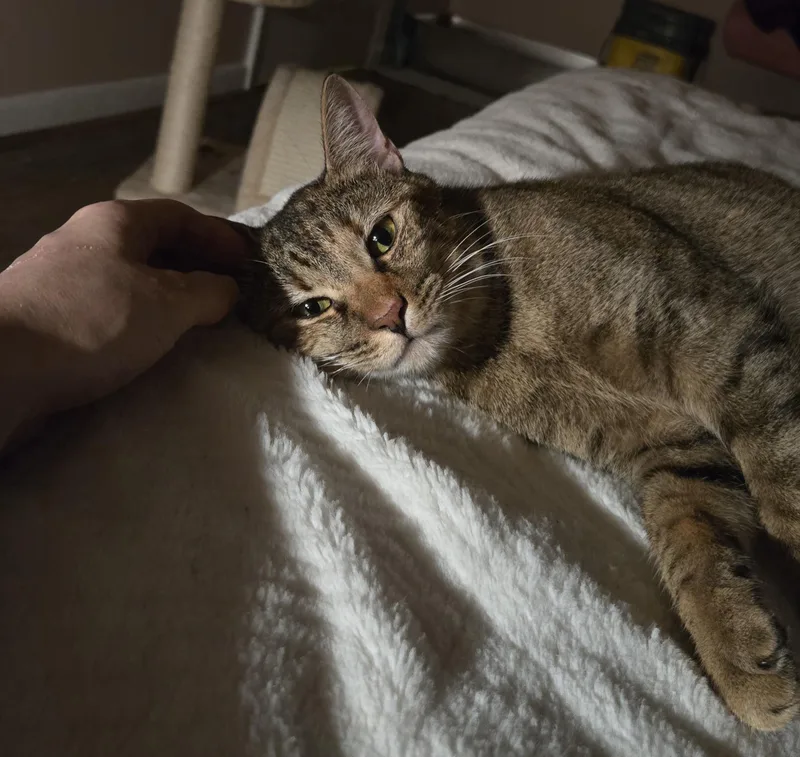 An adult medium-sized female Tabby (Brown / Chocolate) Domestic Short Hair cat named Honey for adoption in Liverpool, TX