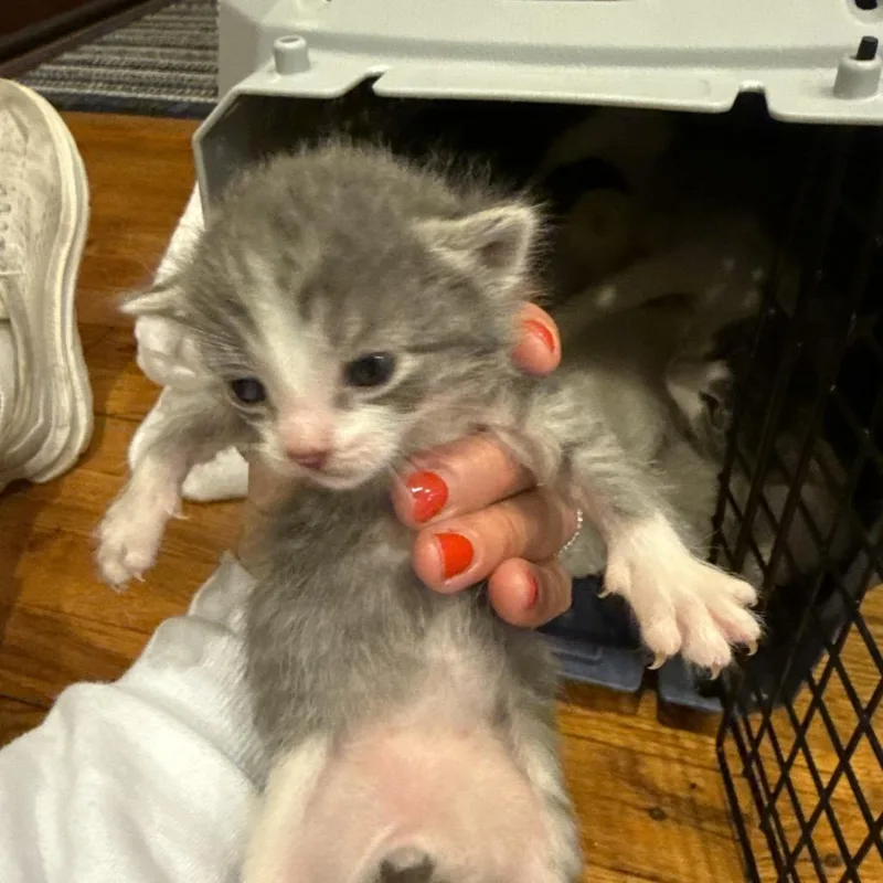 A baby medium-sized female White Domestic Short Hair cat named Moonstone for adoption in Middle Village, NY
