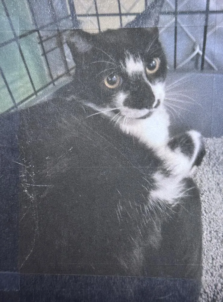 A senior small-sized male Black & White / Tuxedo Domestic Short Hair cat named Panda Freeport for adoption in Westbury, NY
