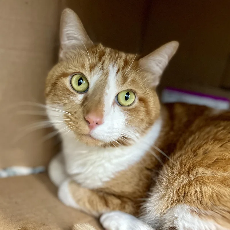 A senior medium-sized male Orange & White Domestic Short Hair cat named Henry for adoption in Philadelphia, PA
