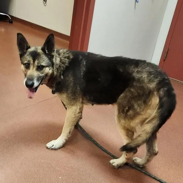 An adult large-sized female German Shepherd Dog dog named MeeMaw for adoption in Oakland, CA