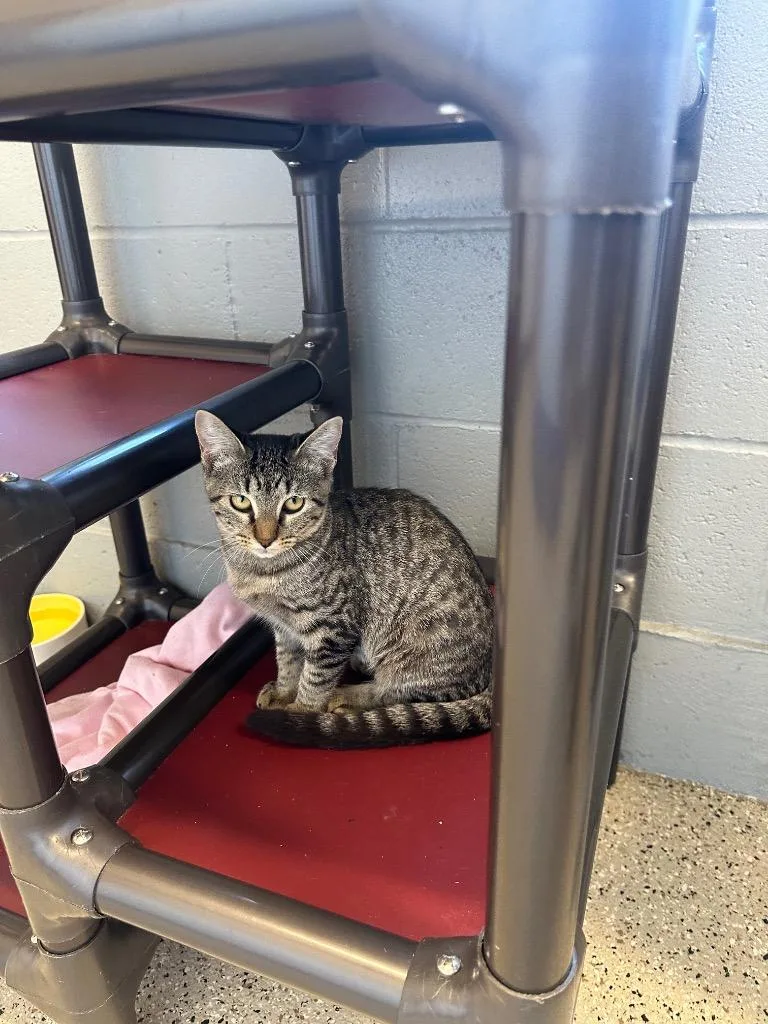 A baby small-sized female Tabby cat named Catalie for adoption in Newberg, OR