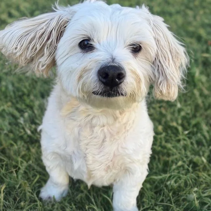 An adult small-sized male Maltese dog named Archie Von Marshmellow for adoption in Newport Beach, CA