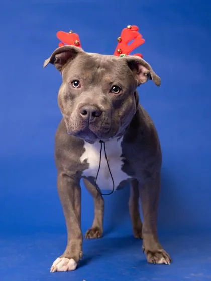An adult large-sized male American Bulldog dog named Jetsam for adoption in Atlanta, GA