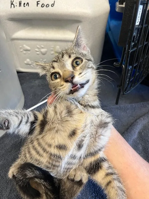 A young medium-sized male Tabby (Brown / Chocolate) Domestic Short Hair cat named Billy for adoption in Supply, NC