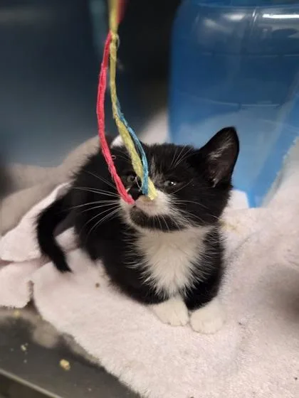 A baby small-sized male Domestic Short Hair cat named Bada Boom for adoption in Westland, MI