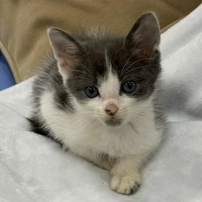 A baby small-sized male Domestic Short Hair cat named Ben for adoption in Cumming, GA
