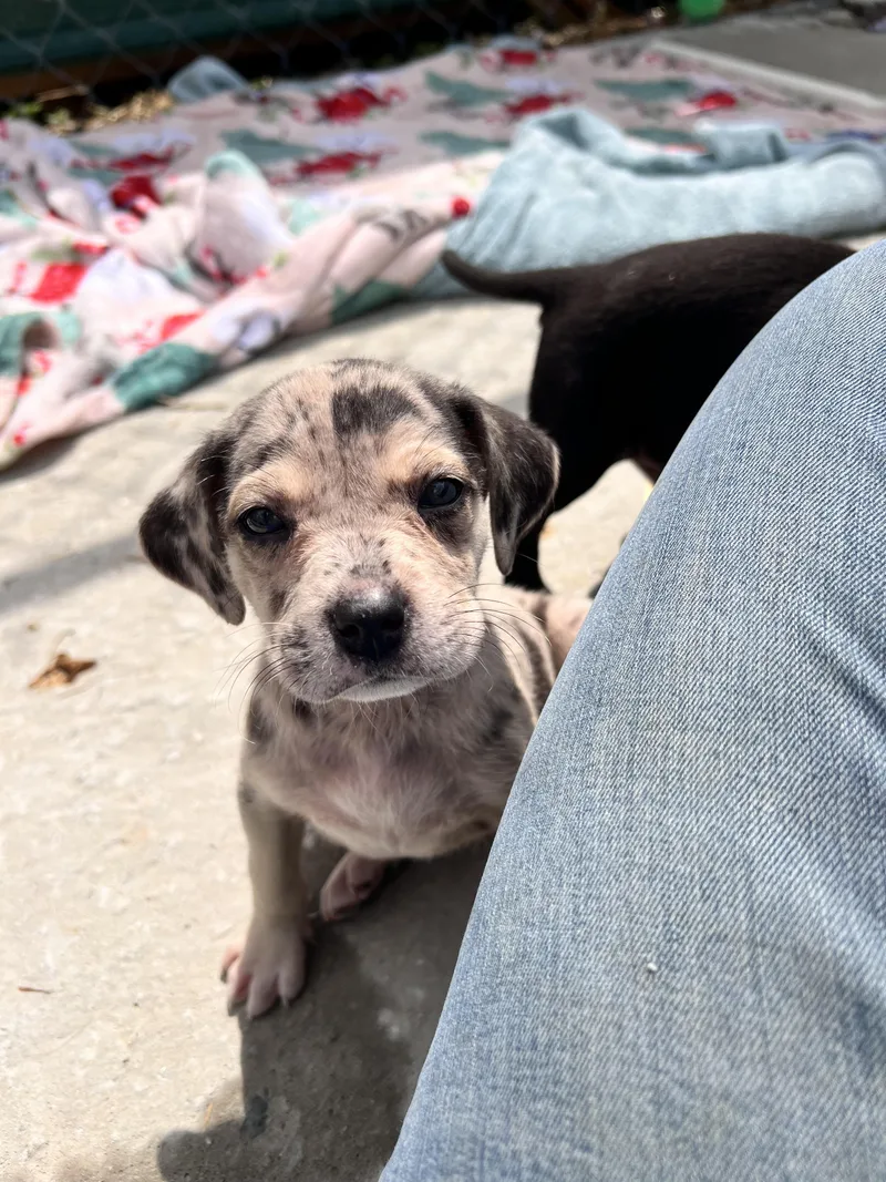 A baby large-sized female Catahoula Leopard Dog dog named Harlow for adoption in Tracy City , TN